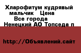 Хларофитум кудрявый мальчик › Цена ­ 30 - Все города  »    . Ненецкий АО,Топседа п.